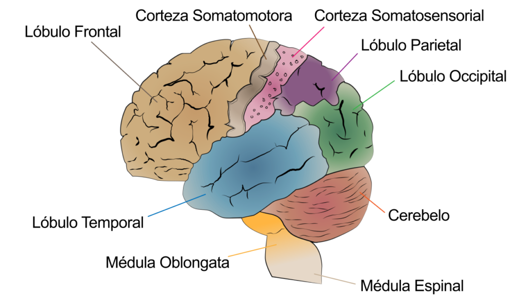 Corteza Somatosensoral - Rosa